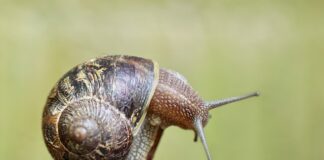 Gdzie znajduje się czujnik martwego pola?